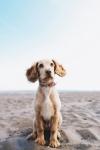Must-Have Summer Gear for Your Dog (2025)