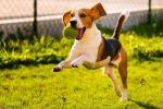 10 Tips to Keep Your Pet Happy and Healthy This Summer (2025)